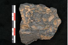 Foto (Detailansicht) von Neuropteris alpinia Sternbg. (NHMW-GEO-2024-0188-10664)